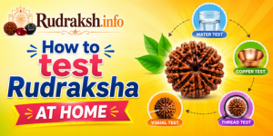 uploads/blog/519012567647786a009d6673276how to test rudraksha.png